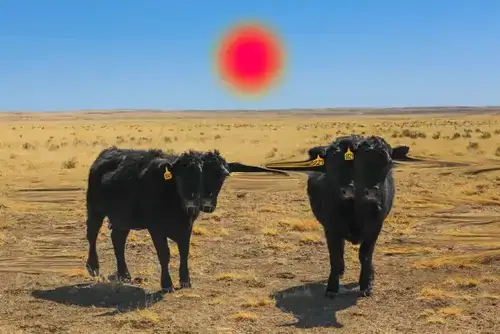 NEW MEXICO cover artwork